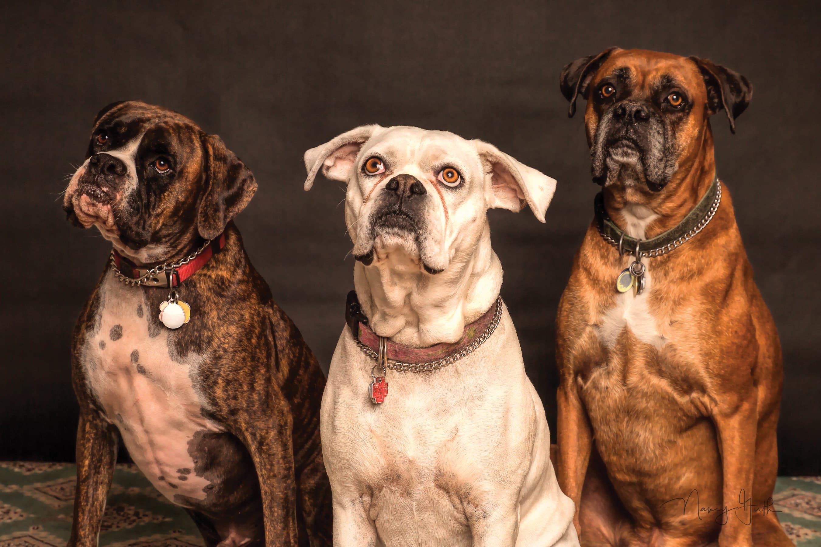 https://res.cloudinary.com/dn2htlate/image/upload/v1660537230/samples/animals/three-dogs.jpg